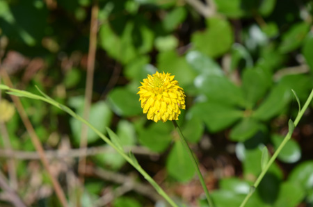 Yellow milkwort