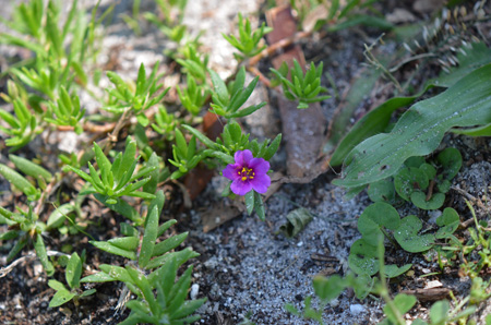 Pink purslane, aka portulaca