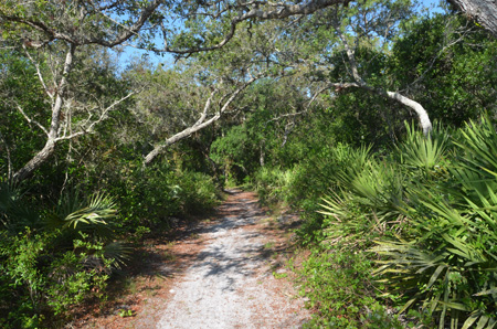 Trail with oaks and palmettos