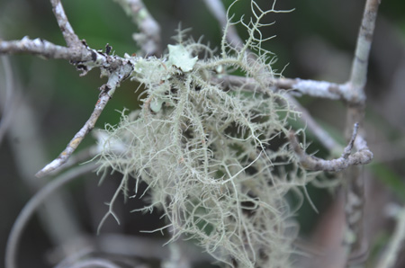 Lichen