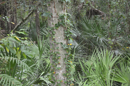 Poison ivy on palm