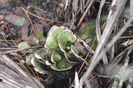 Turkey tail mushroom