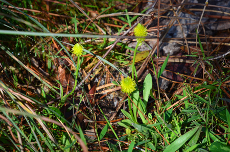 Yellow milkwort