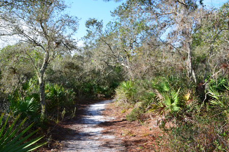 Trail with oaks and palmettos