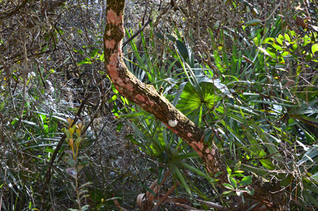 Oak with lichens