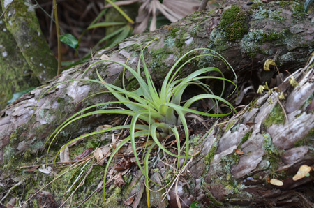 Tillandsia, aka wild pine