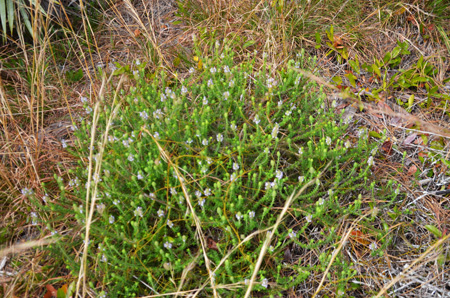 Wild pennyroyal