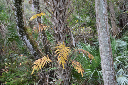 Golden polypody fern