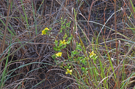 Four-petal St. John's wort