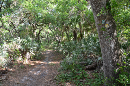 Trail with palmettos and oaks