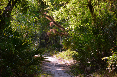 Trail with tillandsias