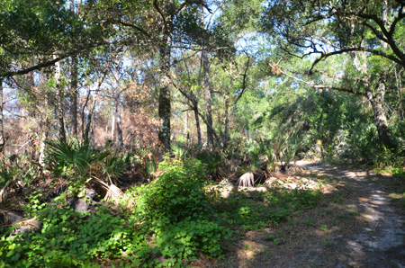 Trail with muscadine grape and oaks