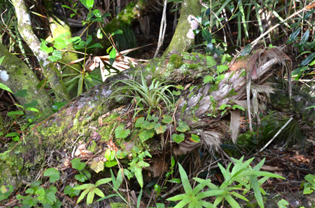 Tillandsia, muscadine grape, golden polypody and ressurection ferns