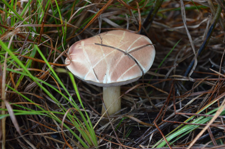 Mushroom