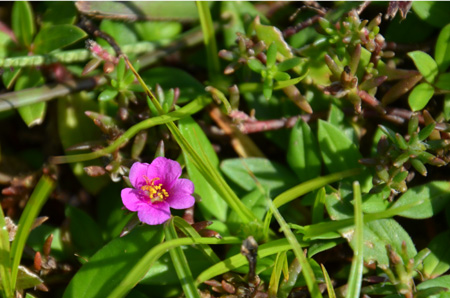 Pink purslane