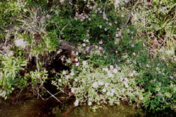 Carolina Aster on shoreline of South Prong