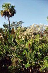 Leather fern and female salt bush - in bloom