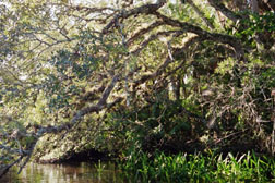 Live Oak with airplants