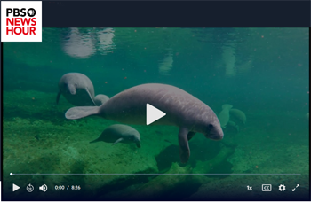 PBS manatee video story