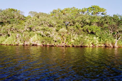 Native vegetation along the South Prong