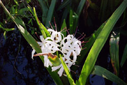 Swamp Lily