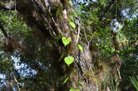 air potato vine, non-native/invasive