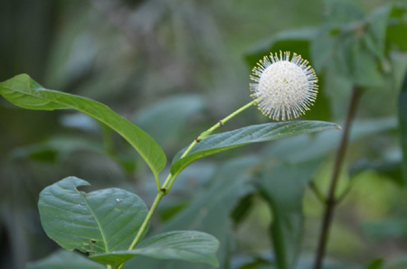 Common buttonbush