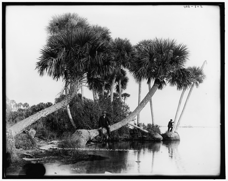 Studies in palms, Sebastian Creek, circa 1890