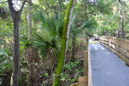 Bridge across wetland