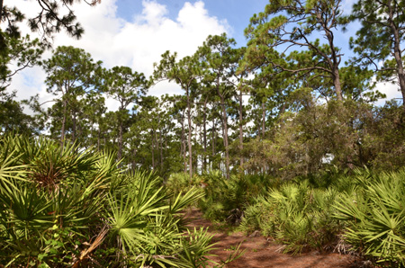 palmettos and pines