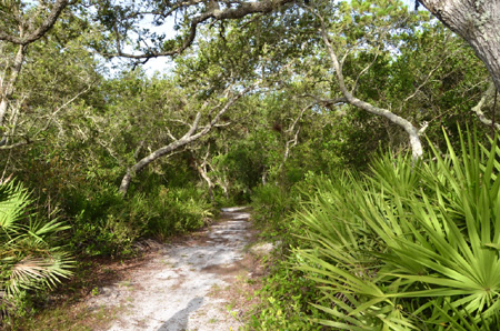 Trail scenery